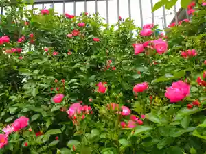 寿量山 速成寺の庭園(2023年05月06日(土) 16時17分15秒投稿)