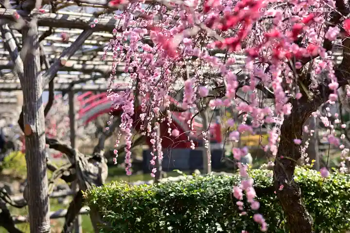 亀戸天神社の庭園