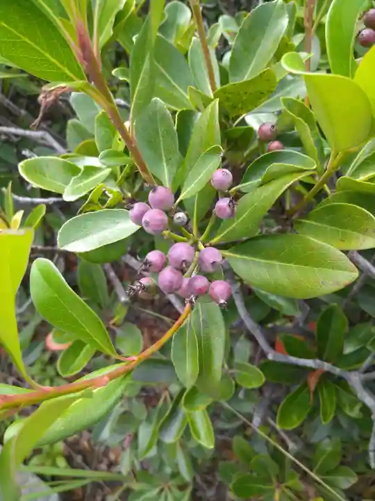 木華佐久耶比咩神社の自然