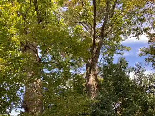 上野総社神社の自然