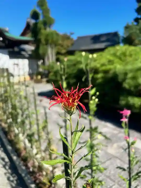 大覚寺の{uncategorized: "未分類", other: "その他", undefined: "問題あり", building: "その他建物", grave: "お墓", sacred_gate: "鳥居", guardian: "狛犬", statue: "像", buddha: "仏像", history: "歴史", nature: "自然", garden: "庭園", animal: "動物", pagoda: "塔", temizu: "手水舎", mountain_gate: "山門・神門", sanctuary: "本殿・本堂", subordinate: "末社・摂社", art: "芸術", scenery: "景色", jizo: "地蔵", ema: "絵馬", goshuin: "御朱印", omikuji: "おみくじ", items: "授与品その他", amulet: "お守り", goshuincho: "御朱印帳", eats: "食事", festival: "お祭り", votive_dance: "神楽", shichigosan: "七五三参", wedding: "結婚式", experience: "体験その他", initially: "初詣", around: "周辺", anti_infection: "感染症対策"}