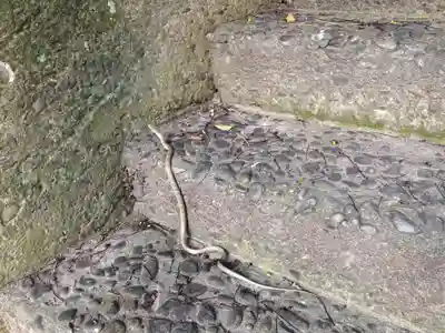 熊野三所神社の動物