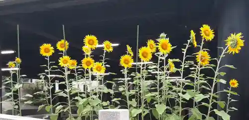 伊勢山皇大神宮(神奈川県)