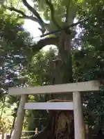 松阪神社の自然