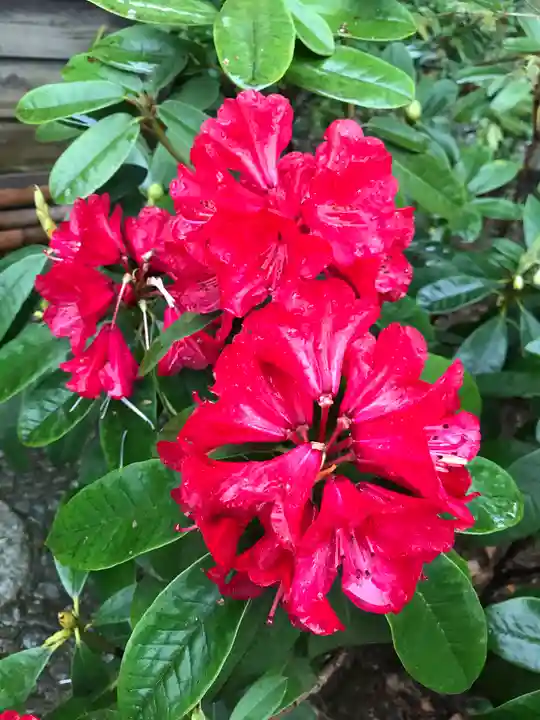 菊田神社の自然