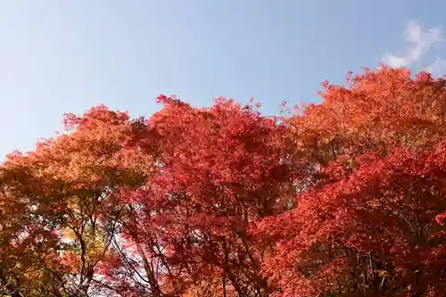 常照寺(京都府)