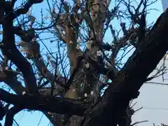 平河天満宮の自然