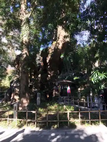 來宮神社の自然