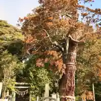 大國魂神社の自然