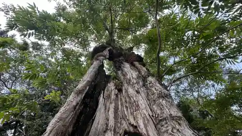 森本神社(兵庫県)