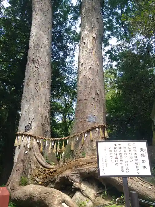 妻沼聖天山歓喜院の自然