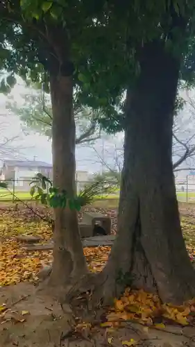 八坂社（桜木）の自然