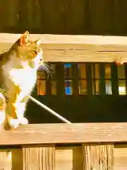 龍ケ崎八坂神社の動物