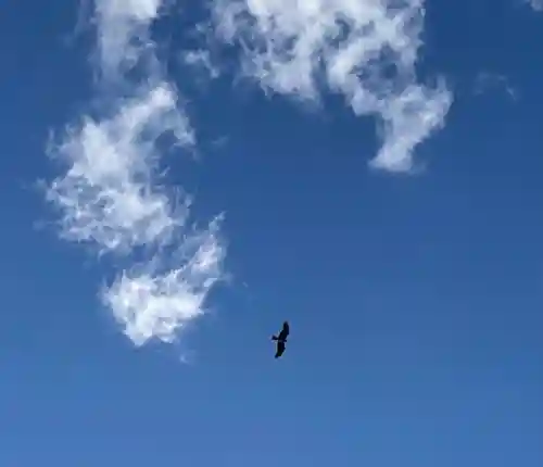 竹ノ子島天満宮の動物
