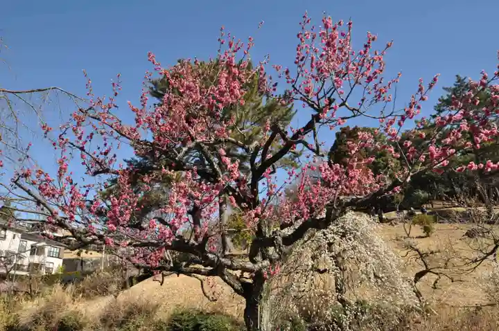 師岡熊野神社(神奈川県)