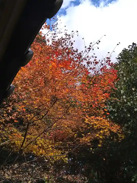 石内のお大師さん 金剛院の自然