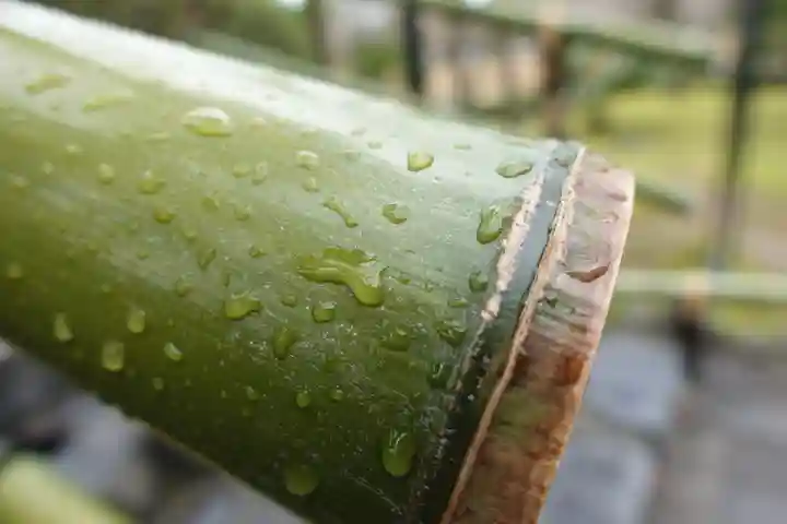 平等院の手水舎