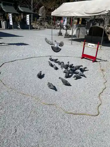 曩祖八幡宮の動物