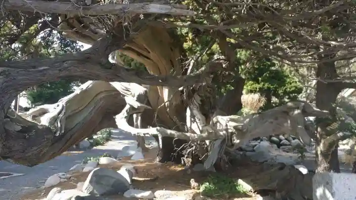 大瀬神社の自然