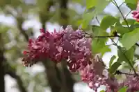 阿久津「田村神社」(郡山市阿久津町)旧社名:伊豆箱根三嶋三社の自然