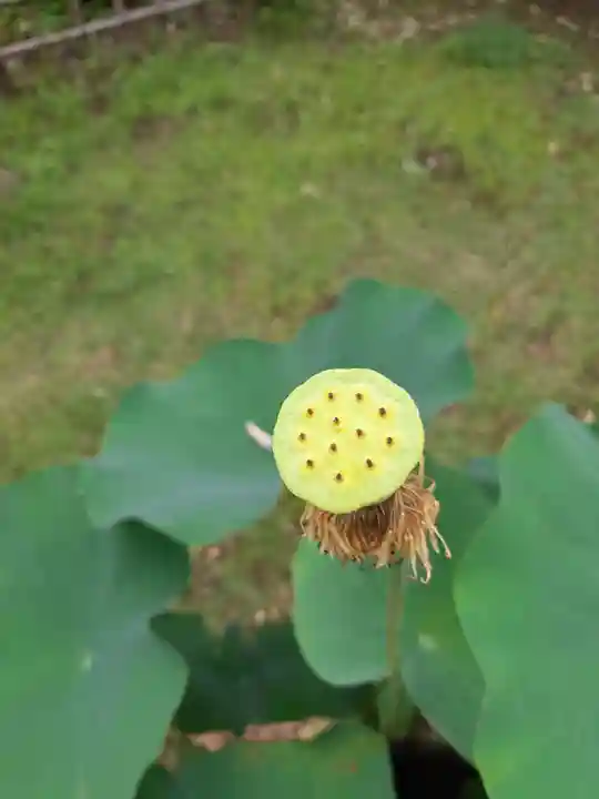 金乘院(千葉県)