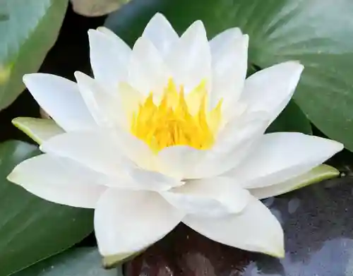 真言宗　善通寺派　薬王寺(香川県)