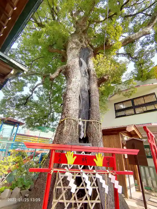 五方山熊野神社の自然