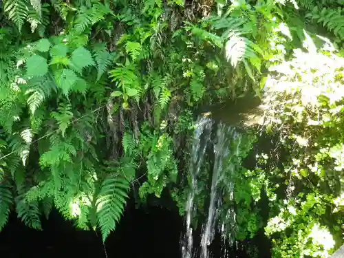 銭洗弁財天宇賀福神社の自然