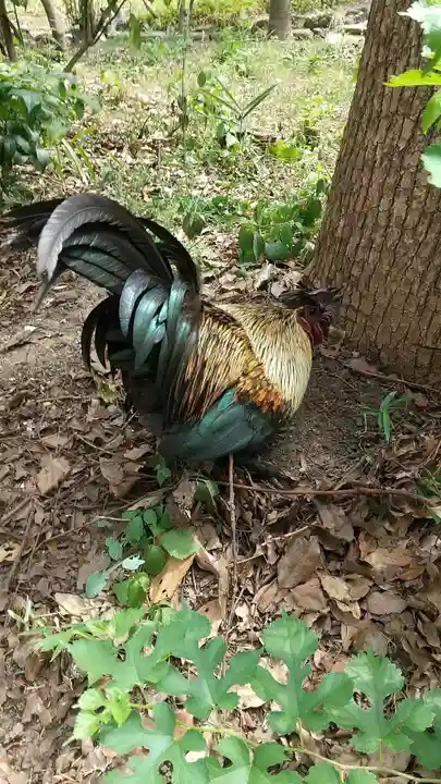 飯香岡八幡宮の動物
