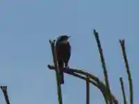 留辺蘂神社の動物