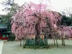 大國魂神社の自然