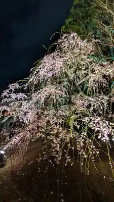 東寺（教王護国寺）(京都府)