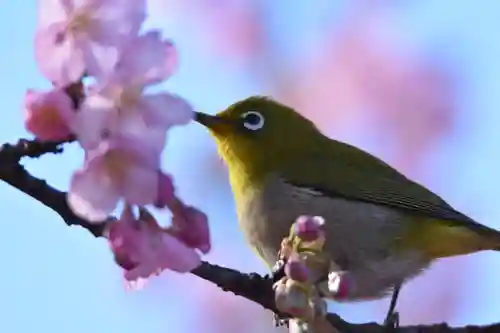 報徳二宮神社の動物