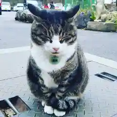 御誕生寺（猫寺）の動物