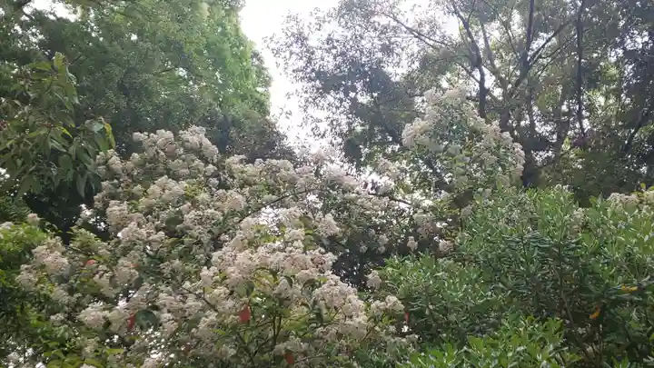 賀茂御祖神社(下鴨神社)の自然