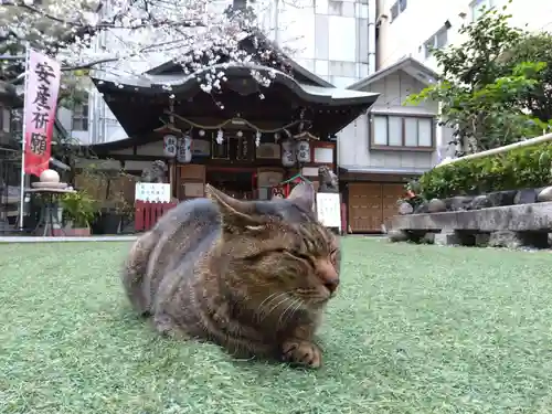 露天神社（お初天神）の動物