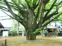 稲田禅房西念寺（稲田御坊）の自然