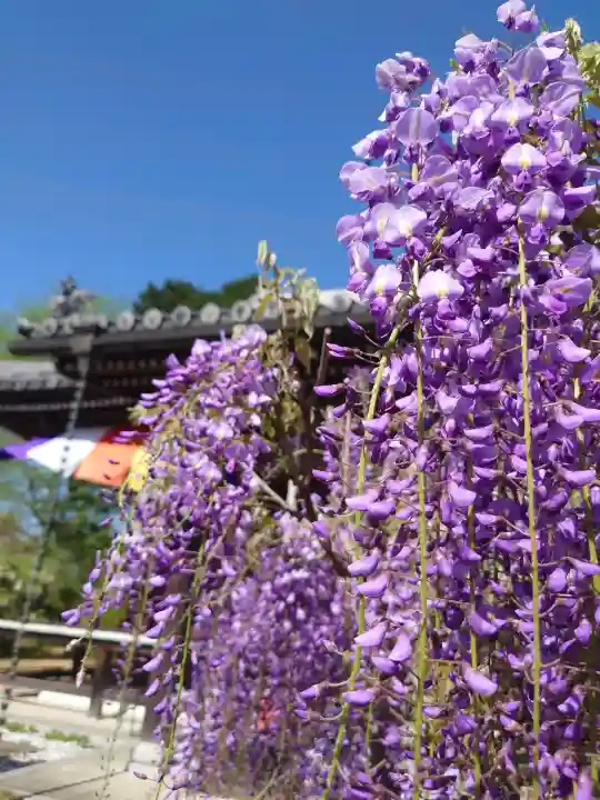 子安地蔵寺の{uncategorized: "未分類", other: "その他", undefined: "問題あり", building: "その他建物", grave: "お墓", sacred_gate: "鳥居", guardian: "狛犬", statue: "像", buddha: "仏像", history: "歴史", nature: "自然", garden: "庭園", animal: "動物", pagoda: "塔", temizu: "手水舎", mountain_gate: "山門・神門", sanctuary: "本殿・本堂", subordinate: "末社・摂社", art: "芸術", scenery: "景色", jizo: "地蔵", ema: "絵馬", goshuin: "御朱印", omikuji: "おみくじ", items: "授与品その他", amulet: "お守り", goshuincho: "御朱印帳", eats: "食事", festival: "お祭り", votive_dance: "神楽", shichigosan: "七五三参", wedding: "結婚式", experience: "体験その他", initially: "初詣", around: "周辺", anti_infection: "感染症対策"}