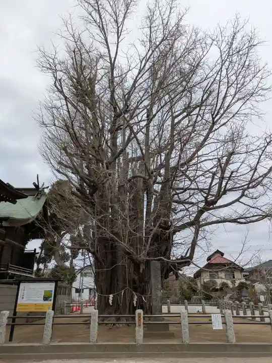 葛飾八幡宮(千葉県)