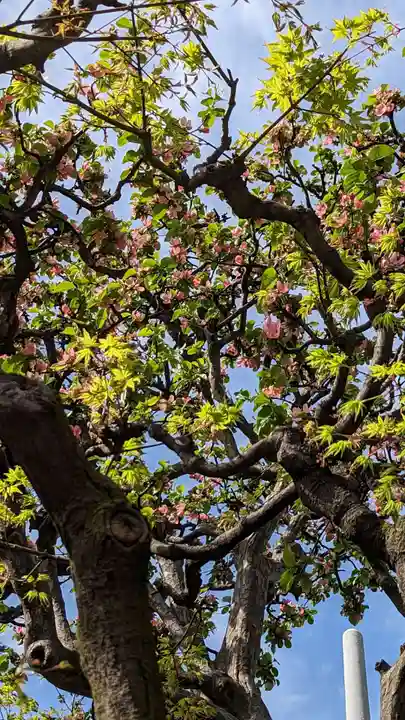 元祇園梛神社・隼神社(京都府)