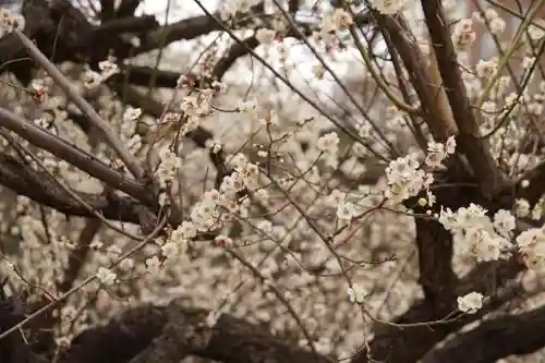 花園神社の自然