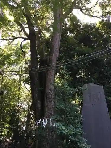 代々木八幡宮の自然