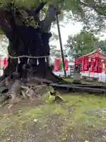 秩父今宮神社の自然