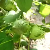 三輪神社の自然