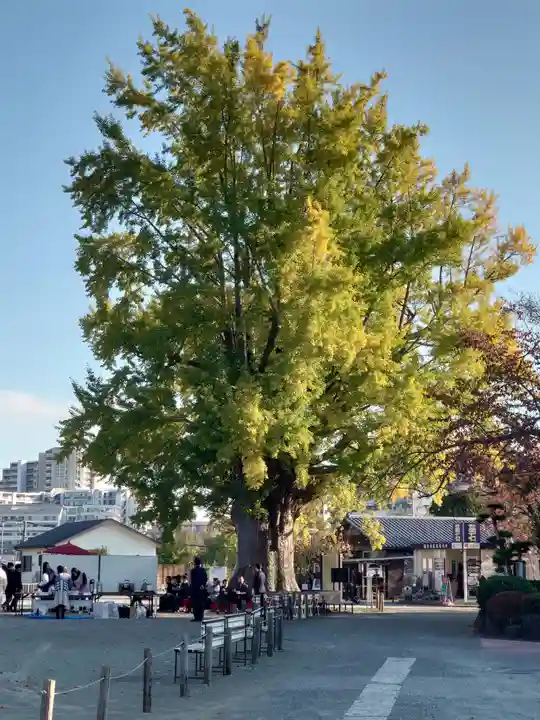 時宗総本山 遊行寺(正式:清浄光寺)(神奈川県)
