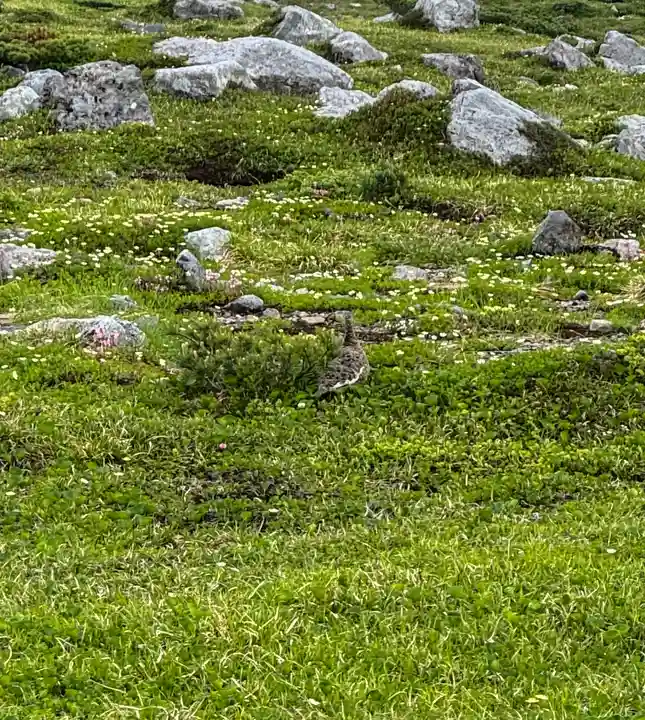 雄山神社峰本社の動物