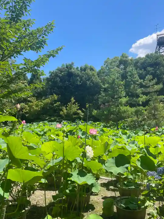法金剛院(京都府)