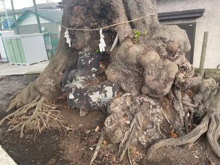 浅間神社 (久保)の自然