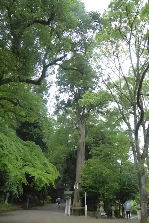 石上神宮の自然