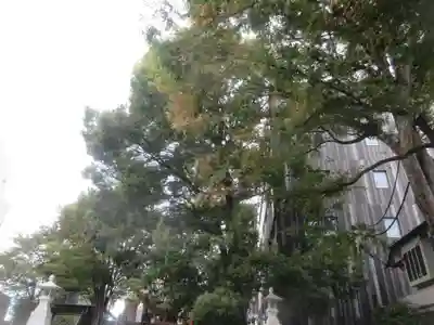 赤城神社(東京都)